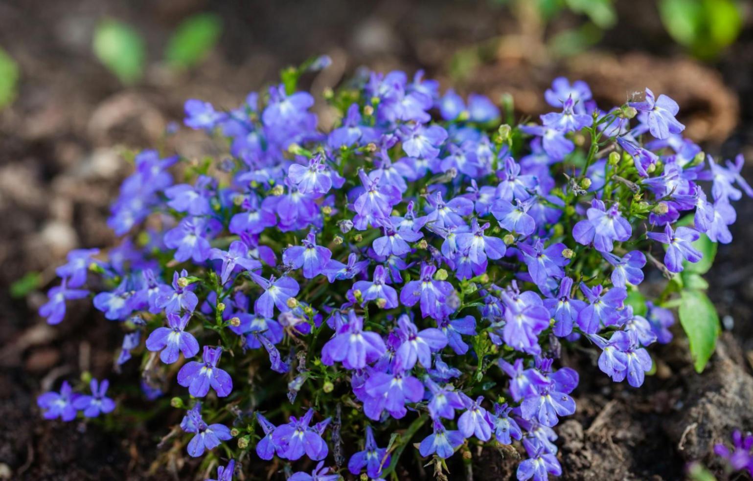 Atelier de floristerie avec arrangements floraux créatifs