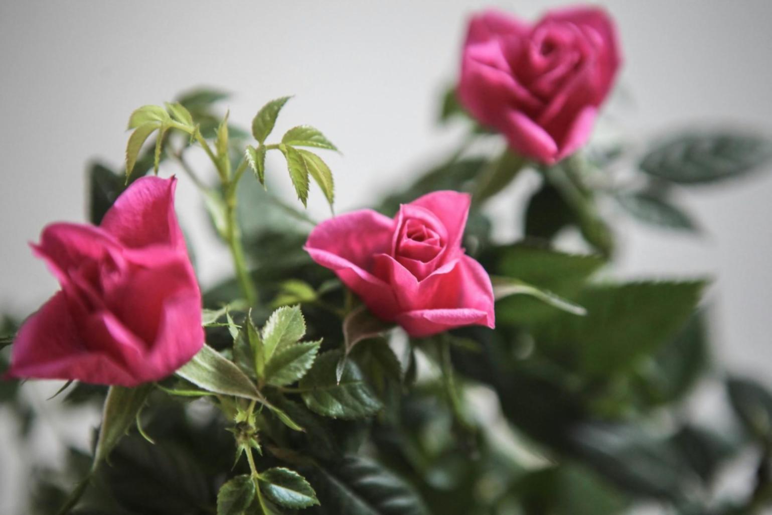 Session de formation pratique en arrangement floral